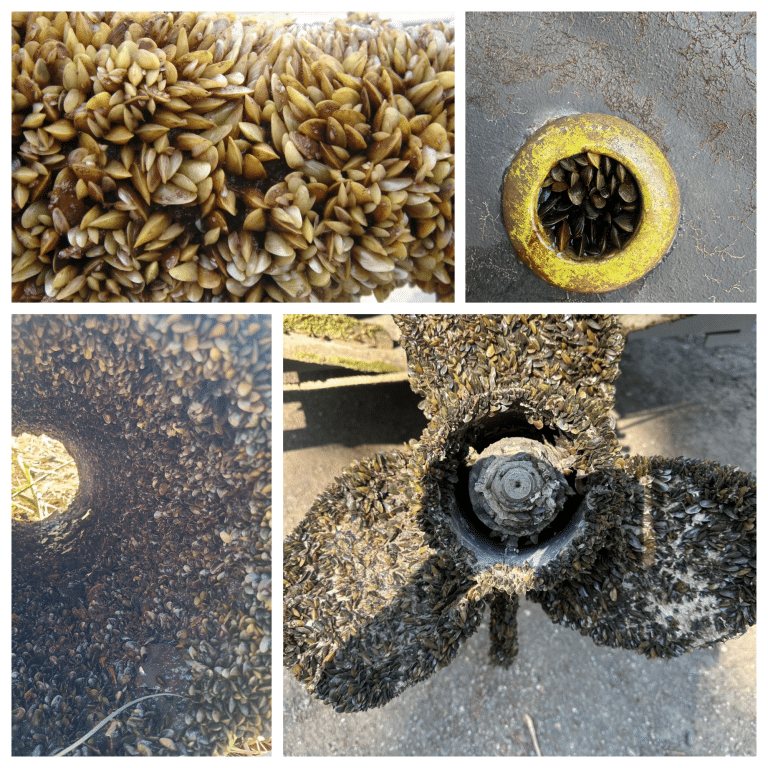 Boaters are crucial to keeping golden mussels out of valley watershed lakes this summer – SJV Water